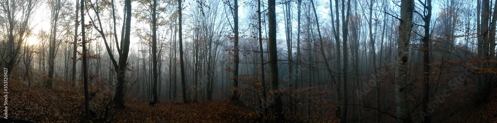 foggy day in the autumn forest foggy day in the autumn forest