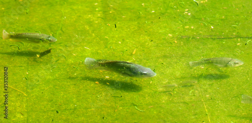 A fish swims in green water.