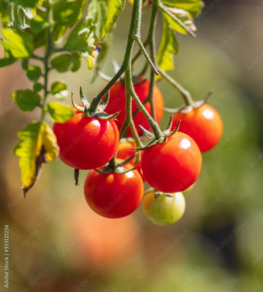 Ripe tomatoes on a plant in nature.