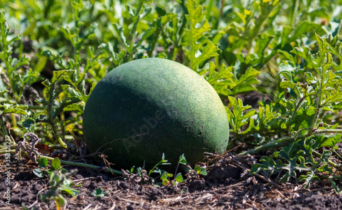 Watermelon lies on the ground in nature.