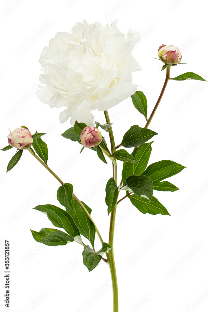 White flower of peony, isolated on white background White flower of peony, isolated on white background