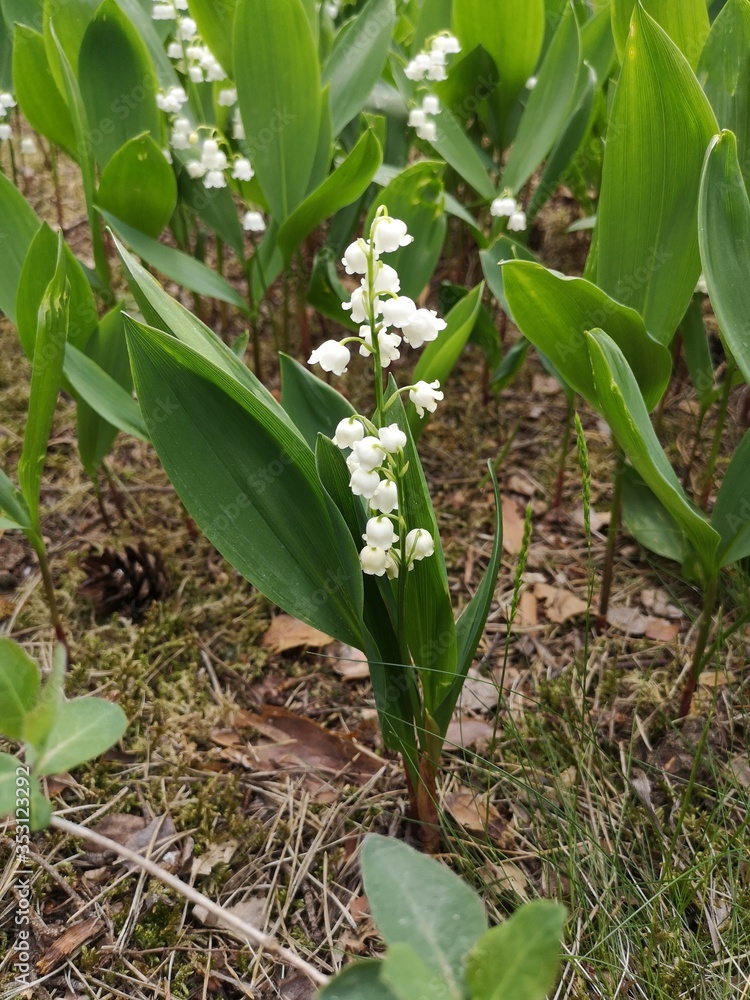 Fototapeta premium Lily of the valley. Flower in spring garden.