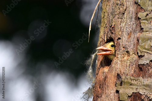 The lineated barbet bird at nest photo