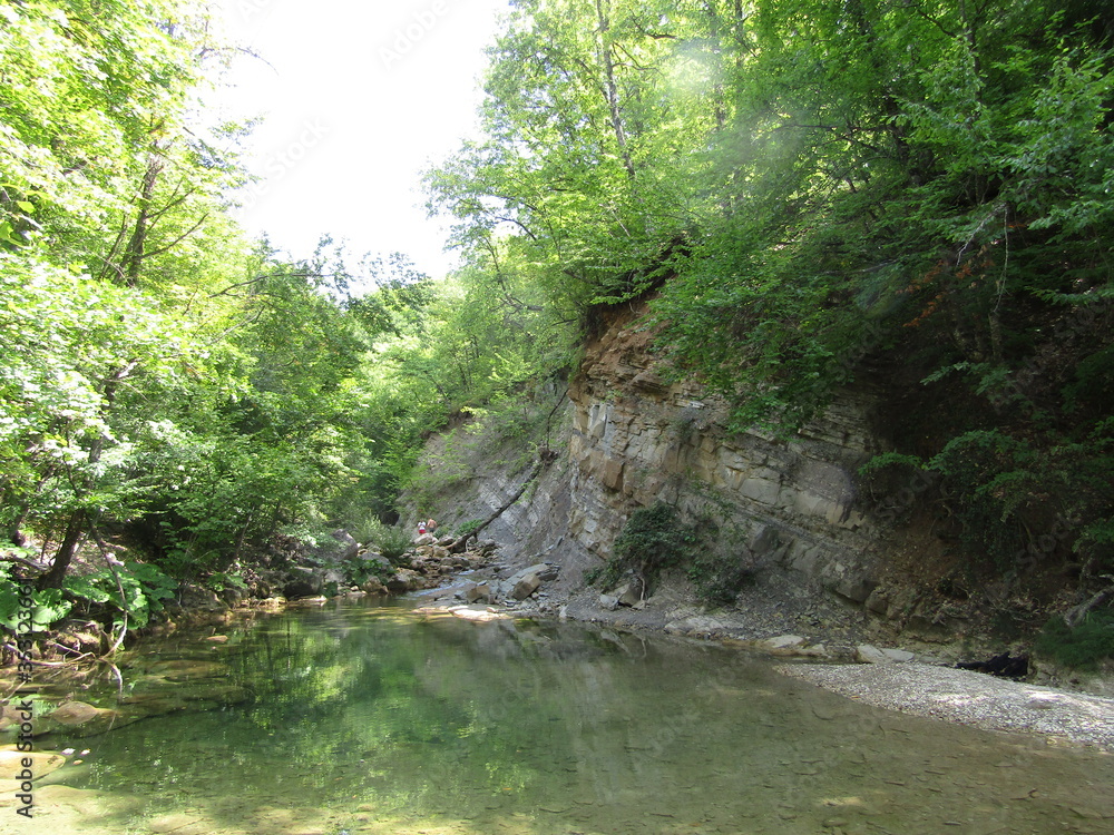 Fototapeta premium river in the forest