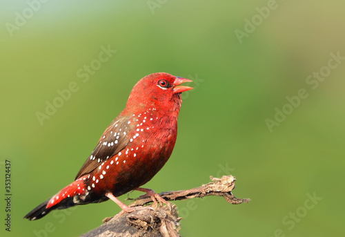 Red avadavat photo