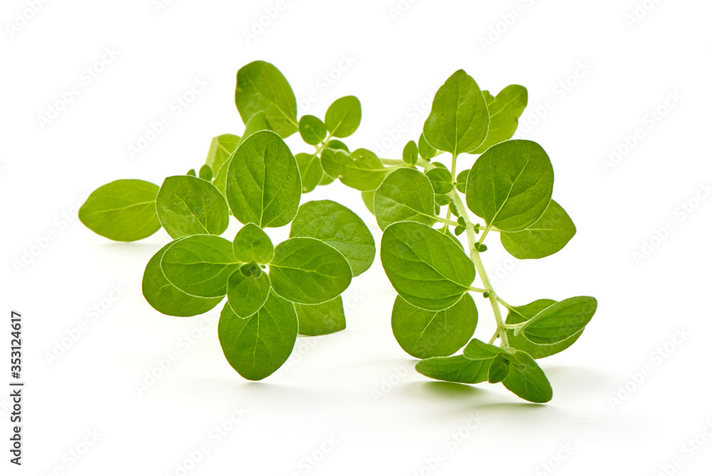 Fresh marjoram or oregano, isolated on white background Fresh marjoram or oregano, isolated on white background