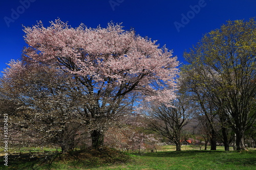 春の夫婦桜