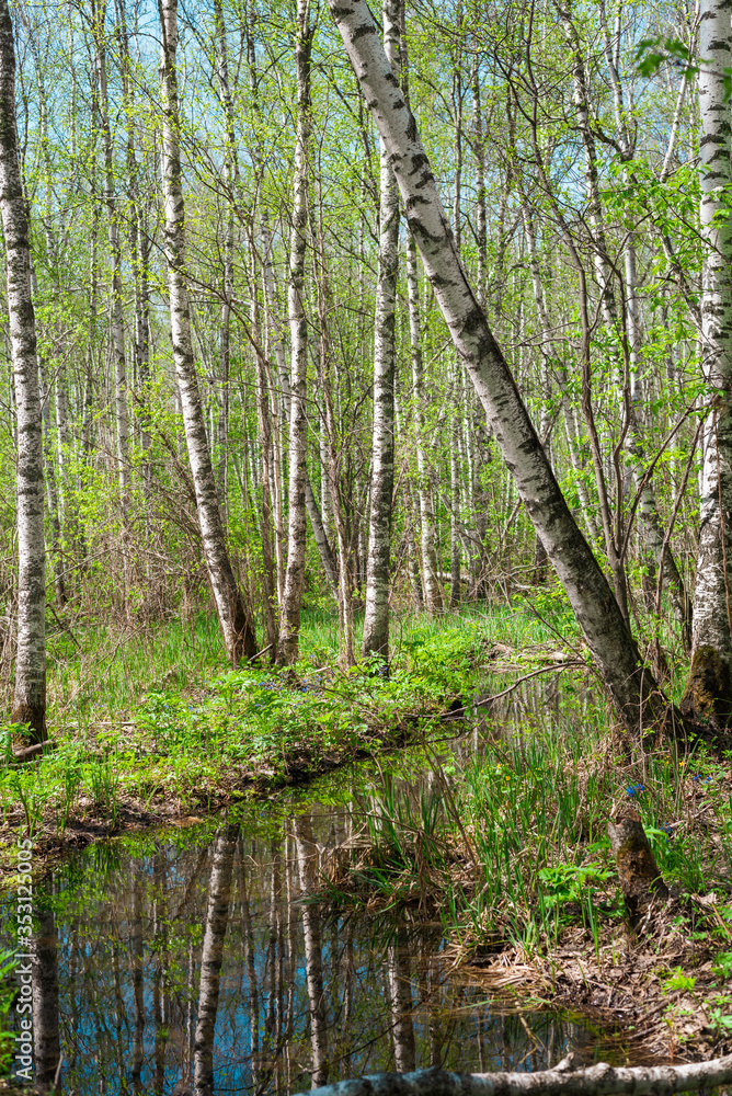 Reflection of trees in the water in a birch grove. Reflection of trees in the water in a birch grove.