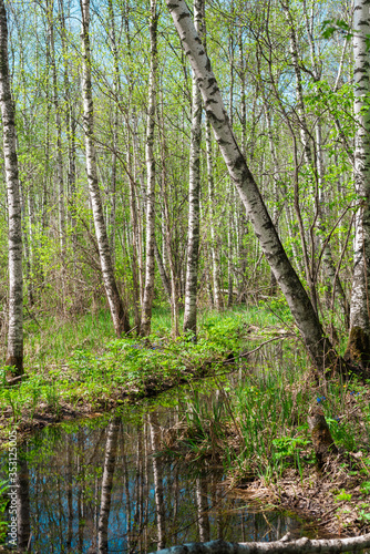 Reflection of trees in the water in a birch grove.