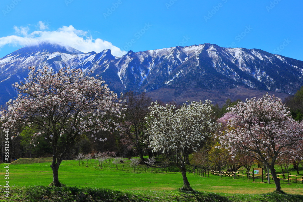 岩手山と桜 岩手山と桜