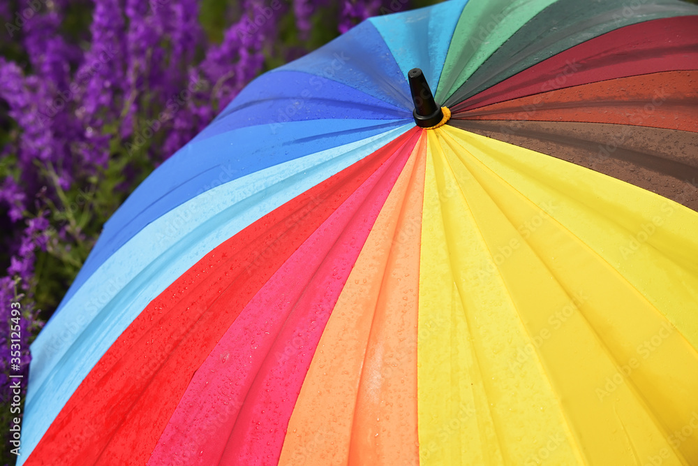 A multi-colored striped umbrella with all the colors of the rainbow and a field with lilac flowers.