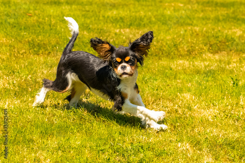 A dog cavalier king charles, a cute puppy running on the lawn, trying to catch a butterfly
