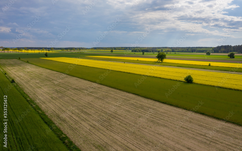 Aerial shot of the yellow rapeseed fields under beautiful blue sky with nice textures and sun beams