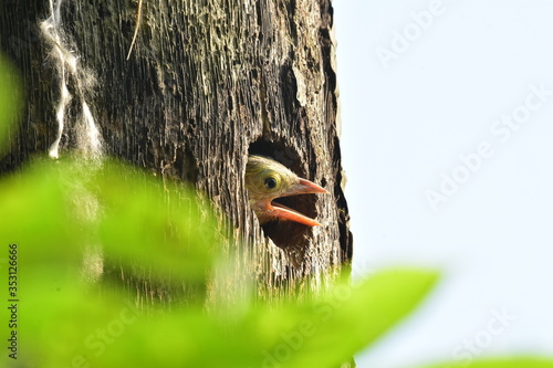 The lineated barbet bird at nest photo