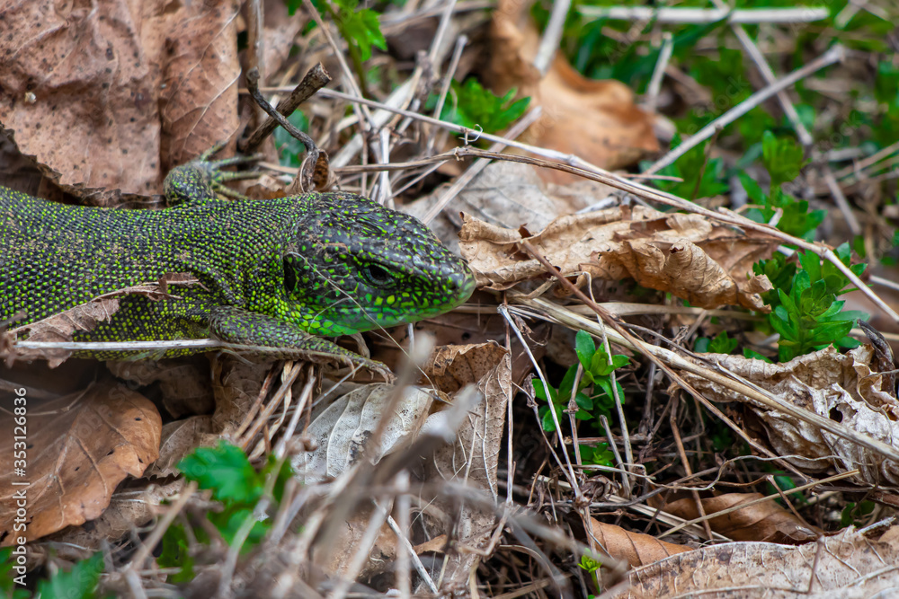 Fototapeta premium Cute european green lizard close up