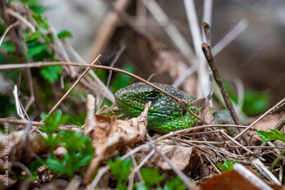 European green lizard crawling through leaves European green lizard crawling through leaves