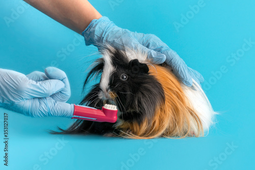 Veterinarian brushes teeth of a guinea pig. Sanitation of the oral cavity of animals. photo