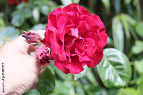 Photography Close up of hand picking beautiful historic red romantic Dublin Bay rose delicat