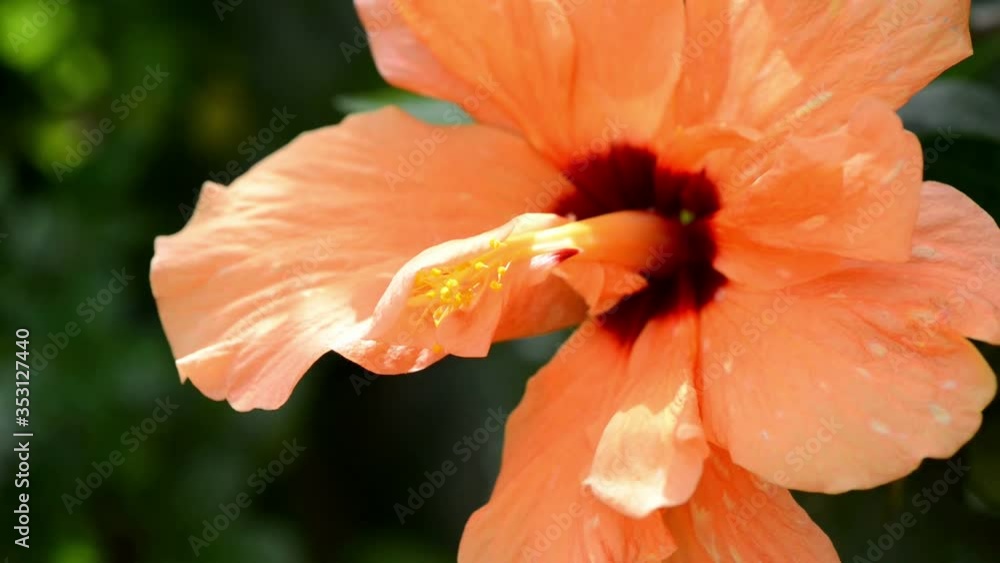 Orange hibiscus flowerin the garden.