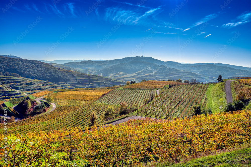 Golden vineyard hills in autumn