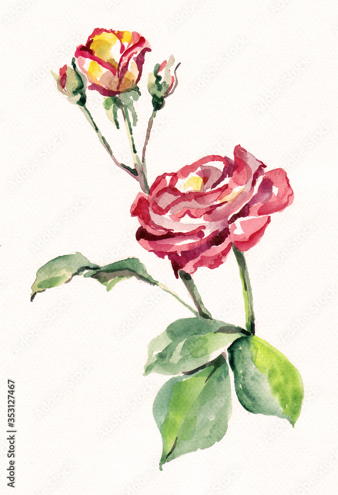  Pink rose painting in watercolor on white background. Illustration for card.