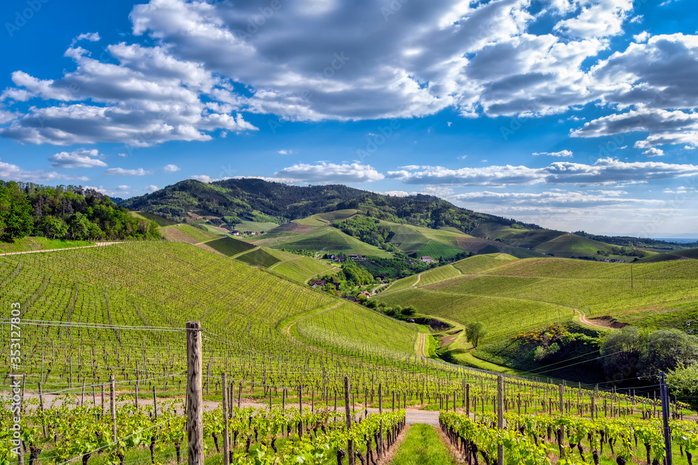Obraz premium View over green vineyard landscape in summer