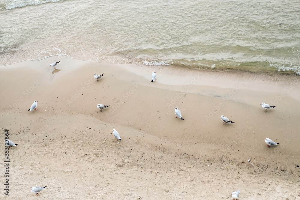 A flock of seagulls walking on the sandy sea coast near water. A flock of seagulls walking on the sandy sea coast near water.