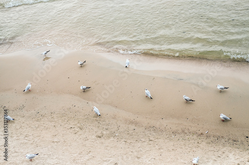 A flock of seagulls walking on the sandy sea coast near water.