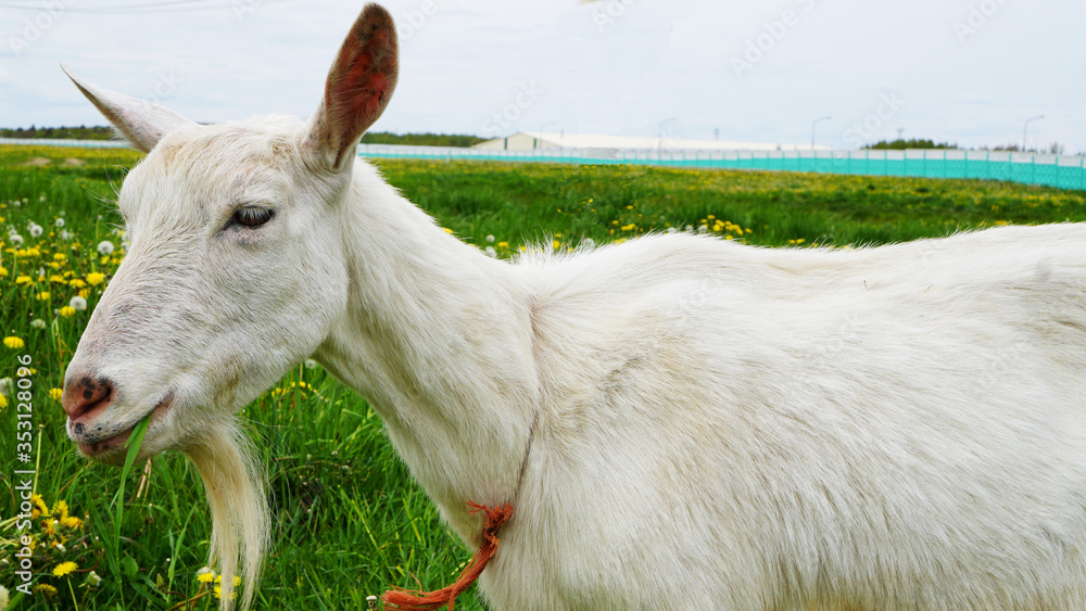 Fototapeta premium White goat lies on a field with yellow, white dandelions and green grass, looking at the camera, large image