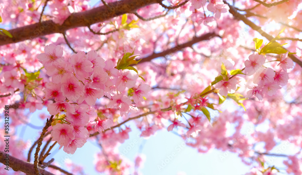Sakura or cherry blossom is a famous pink flower background in Japan Sakura or cherry blossom is a famous pink flower background in Japan