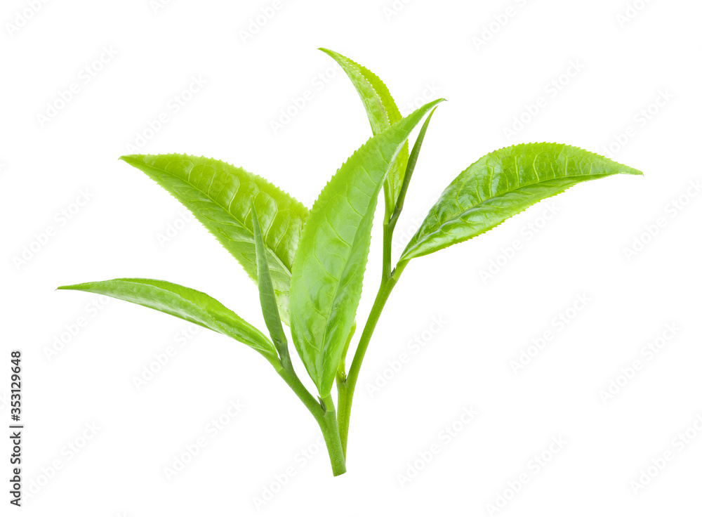 Fototapeta premium green tea leaf on white background