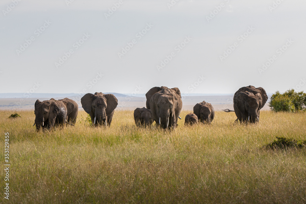 Safari in Kenya. Elephants family in Masai Mara Park Safari in Kenya. Elephants family in Masai Mara Park