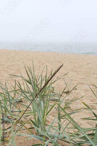 sandy beach with green grass near the shore of a foggy sea
