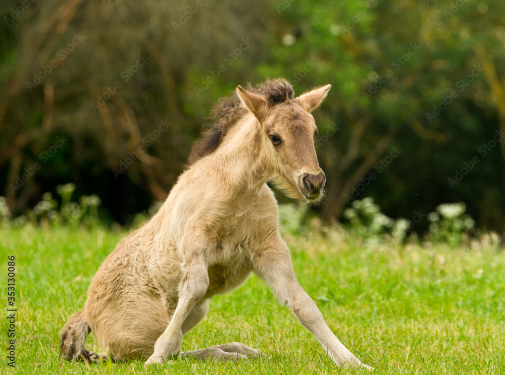 A pretty and cute dun horse foal of an Icelandic horse is trying to get up from the green meadow, very clumsy