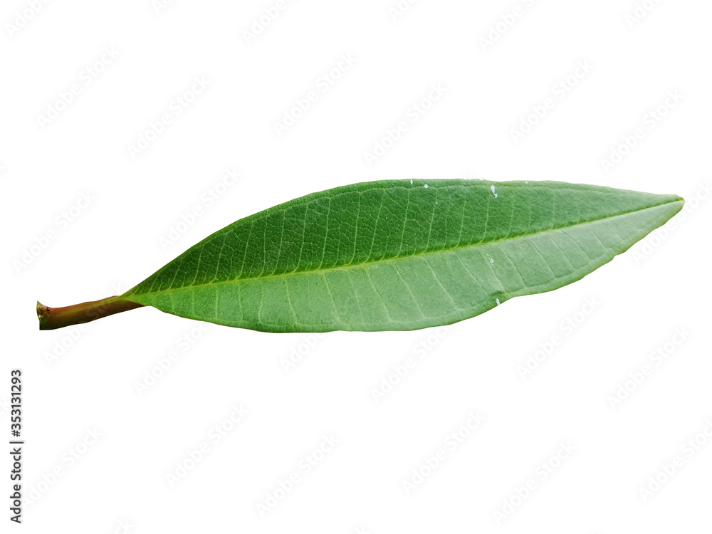 Obraz premium Green leaves on a white background