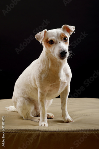 Dog (jack russell terrier) on black background sitting on pouf