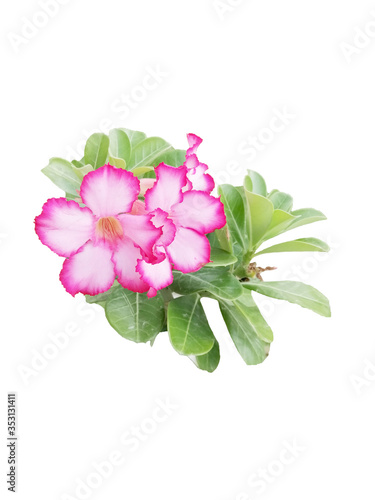 pink flowers isolated on the background white