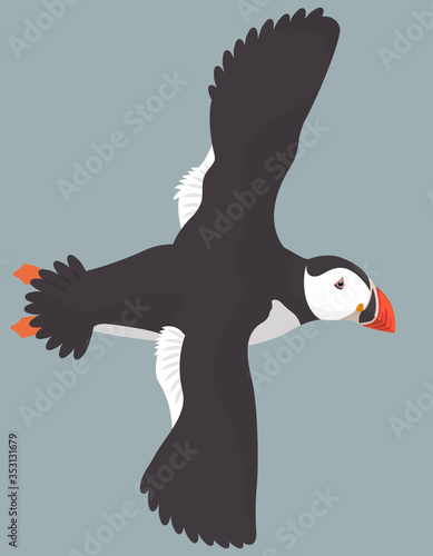 Flying Atlantic puffin. Northern bird in cartoon style.