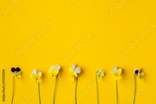 Pansy Flower on yellow Blank Paper Page for Greeting Message. Top view, Flat lay, Copy Space