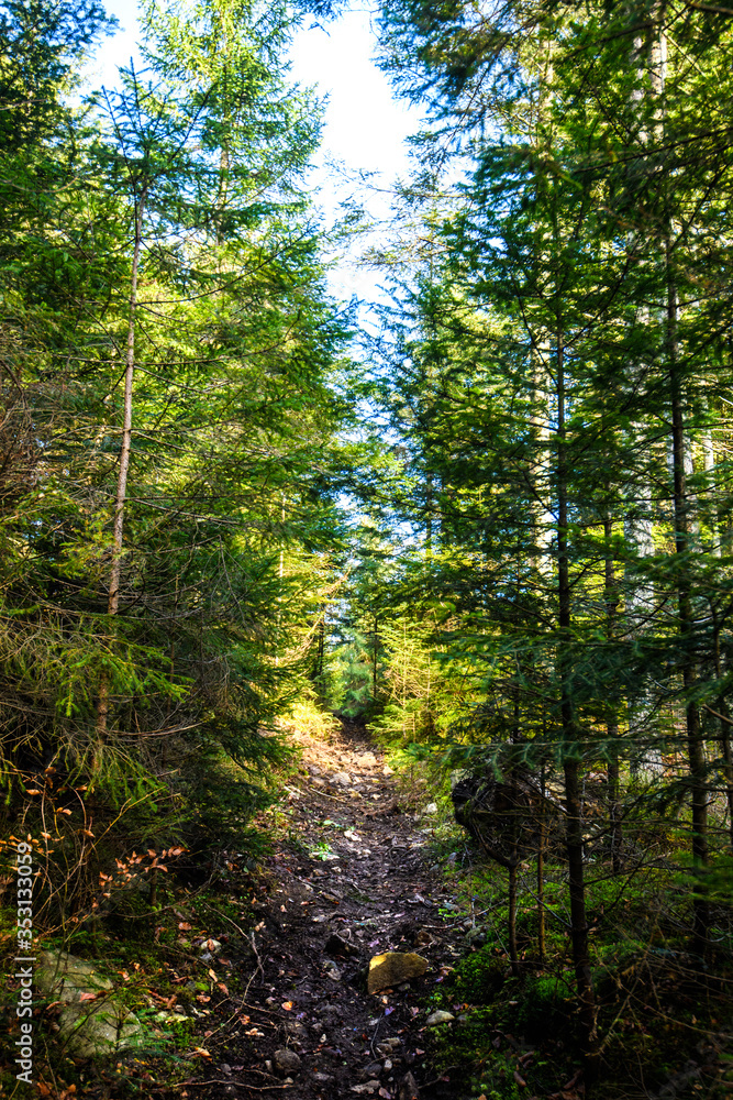Fototapeta premium Beautiful forest in Carpathian mountains, Ukraine, Europe. Scenery of nature with sunlight. Beauty of nature concept background.
