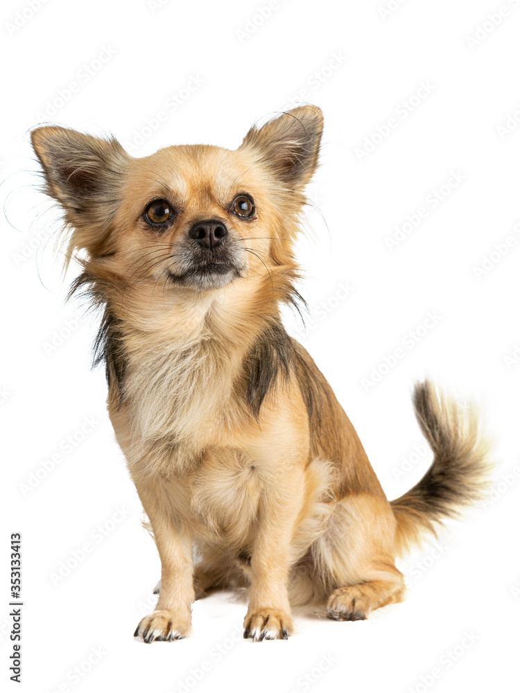 long-haired chihuahua sitting long-haired chihuahua sitting