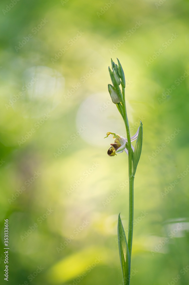 Ophrys apifera orchidée sauvage Ophrys apifera orchidée sauvage
