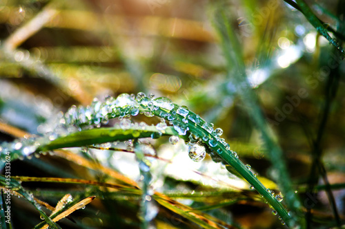 Macro on grass with frost and and drops of water.