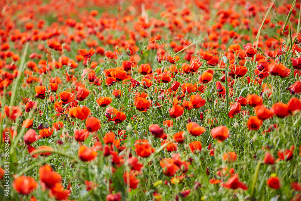 Poppies bloom on the field. Close-up of poppies. The flowers of the field red. Spring flowers in the fields.