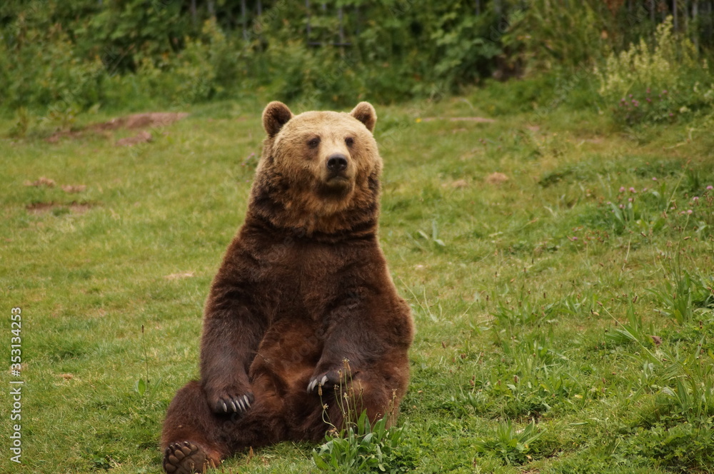 Obraz premium Ein Bär im Wildparadies