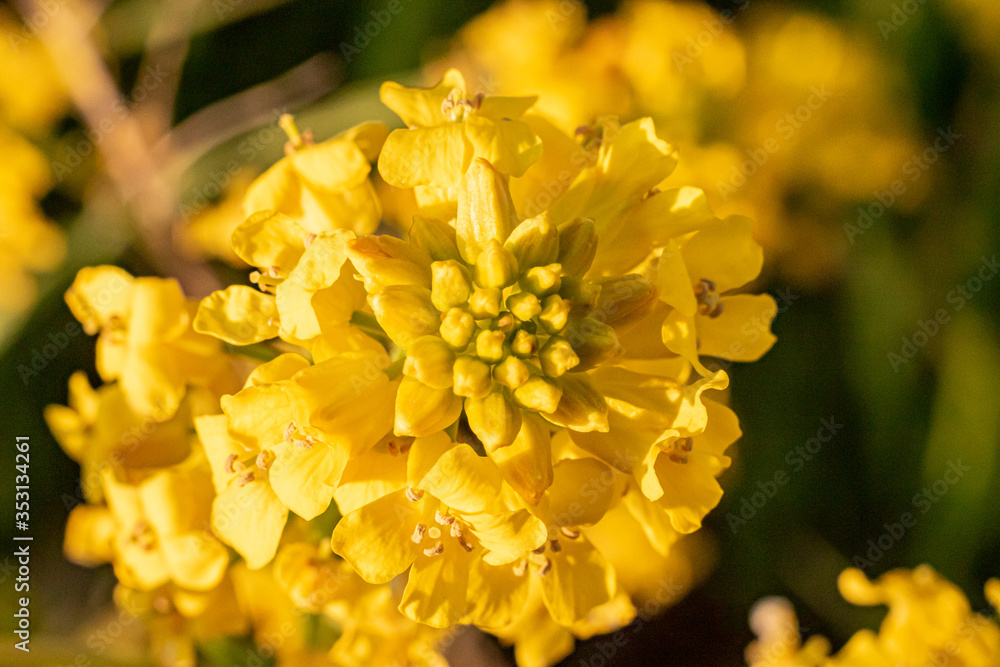 Fototapeta premium beautiful bright yellow spring flower