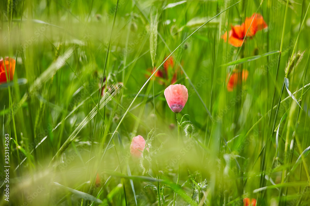Poppies bloom on the field. Close-up of poppies. The flowers of the field red. Spring flowers in the fields. Poppies bloom on the field. Close-up of poppies. The flowers of the field red. Spring flowers in the fields.