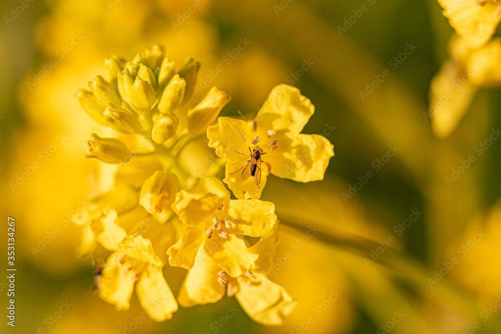 beautiful bright yellow spring flower beautiful bright yellow spring flower