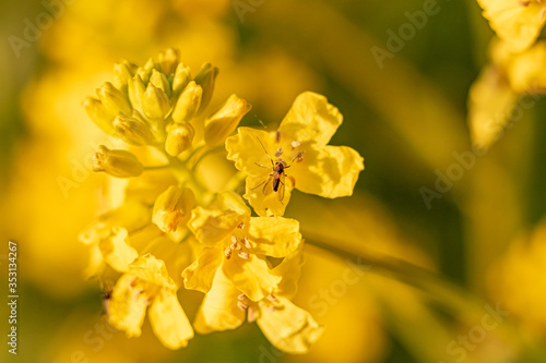 beautiful bright yellow spring flower