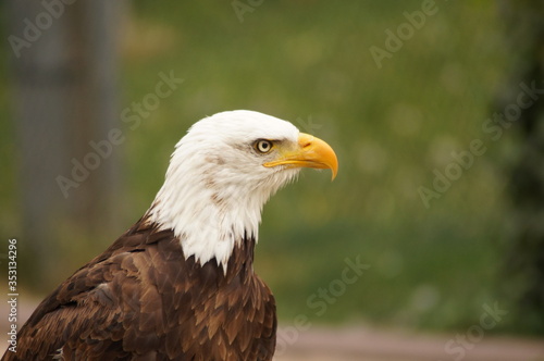 Ein Wei  kopfseeadler im Wildparadies